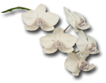 Corner orchid